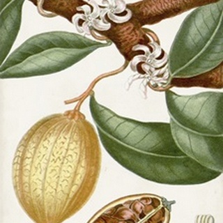 Turpin Tropical Fruit II