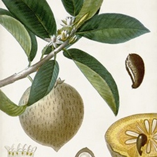 Turpin Tropical Fruit I