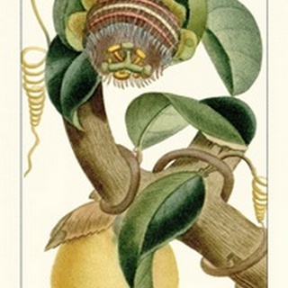 Turpin Exotic Botanical VII