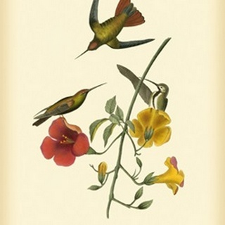 Mango Hummingbird