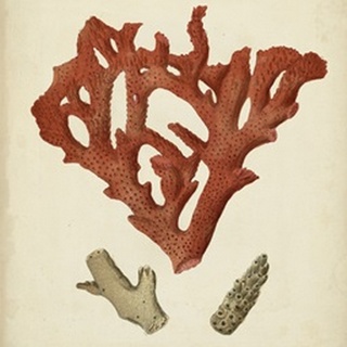 Antique Red Coral II