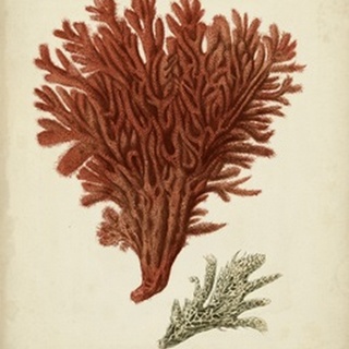 Antique Red Coral V