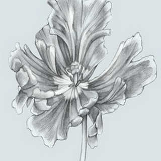 Silvery Blue Tulips III