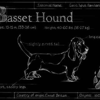 Blueprint Bassett Hound