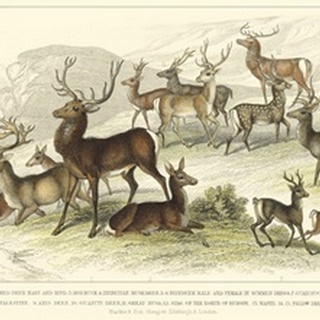 Deer Varieties