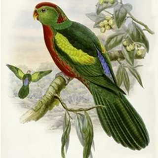 Gould Parrots II