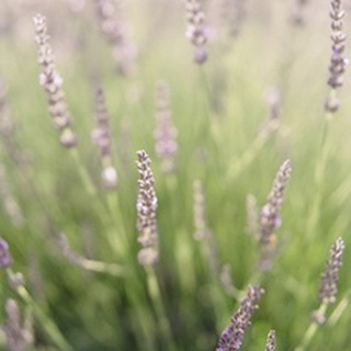 Lavender Field I