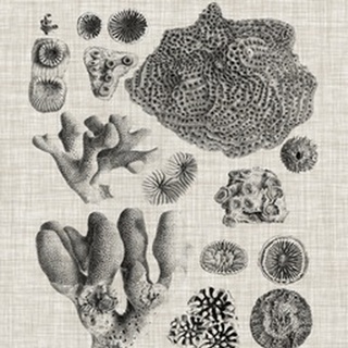 Coral Specimen II