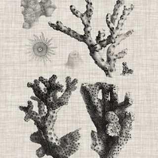 Coral Specimen I