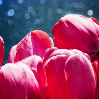 Fuchsia Tulips III