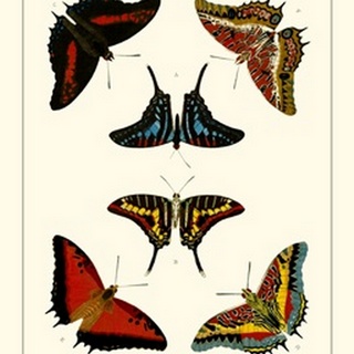 Cramer Butterflies II