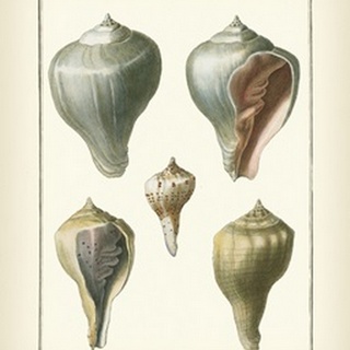 Volute Shells, Pl.390