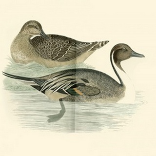 Morris Ducks III