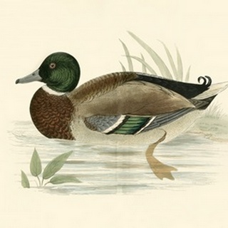 Morris Ducks I
