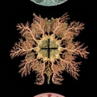 Kaleidoscope Anemone I