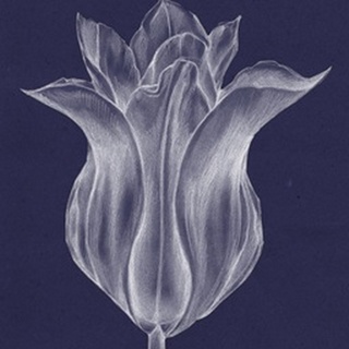 Monochrome Tulip III