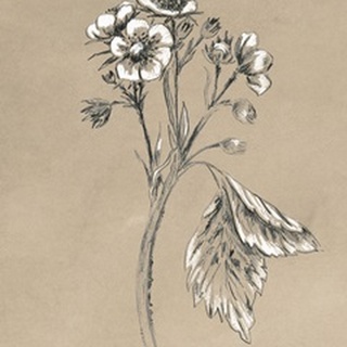 Vintage Botanical Sketch II