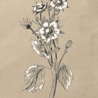 Vintage Botanical Sketch I