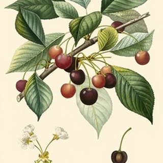 Bessa Cherries