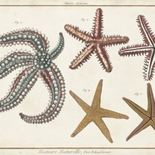Starfish Naturelle II