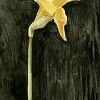 Dark Daffodils II