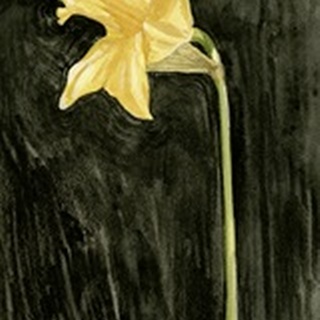 Dark Daffodils I