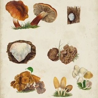 Mushroom Species I