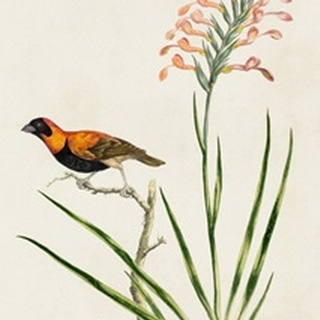 Bird in Habitat III