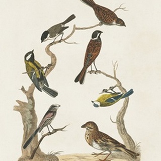 Antique Birds in Nature II