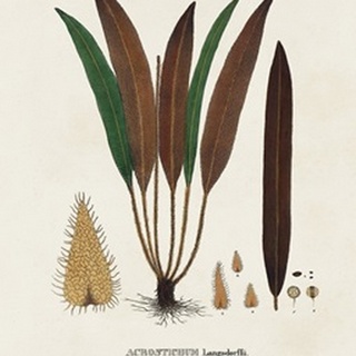 Botanical Society Ferns I