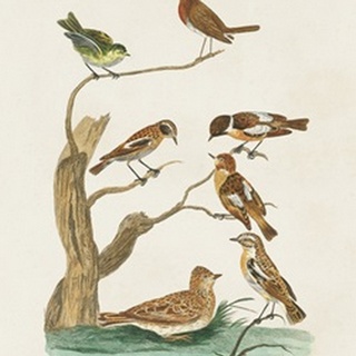 Antique Birds in Nature III