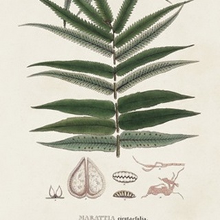 Botanical Society Ferns XII
