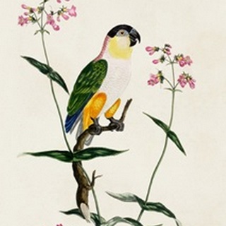 Bird in Habitat IV