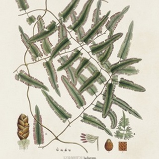 Botanical Society Ferns X