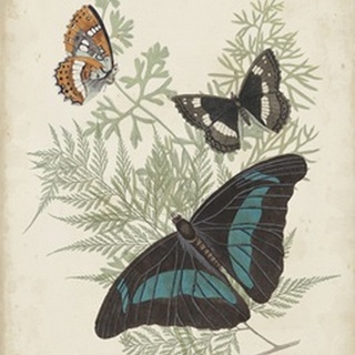 Butterflies and Ferns II