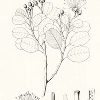 Illustrative Leaves I
