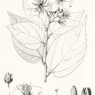 Illustrative Leaves III