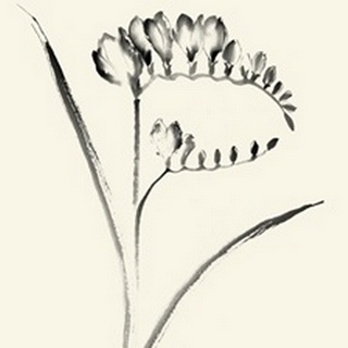 Ink Wash Floral VI - Freesia