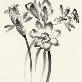 Ink Wash Floral I - Daffodils