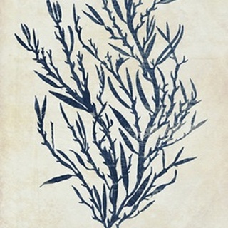 Indigo Blue Seaweed 3 b