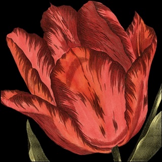 Mini Transitional Tulip II