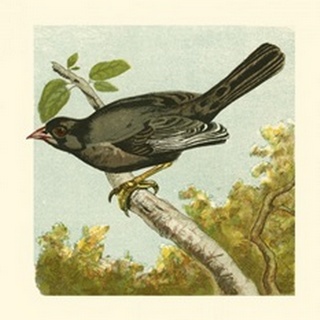 Mini Vintage Birds IV