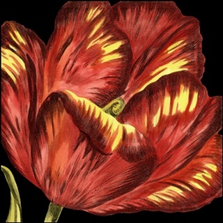 Mini Transitional Tulip I