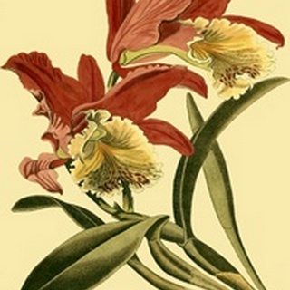 Mini Orchid Splendor IV