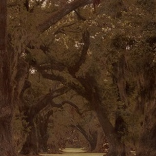 Low Country Trees I