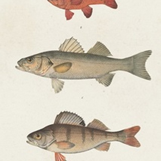Species of Antique Fish II