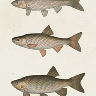 Species of Antique Fish IV