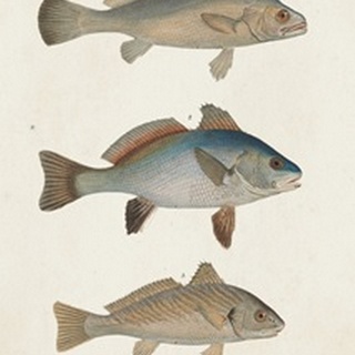 Species of Antique Fish III