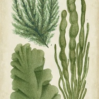 Seaweed Specimen in Green I