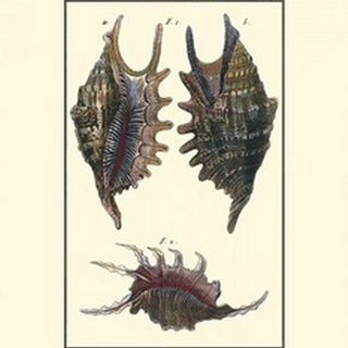 Sea Shells VIII